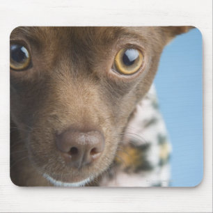 Sluiting van de chihuahua met de kraag muismat