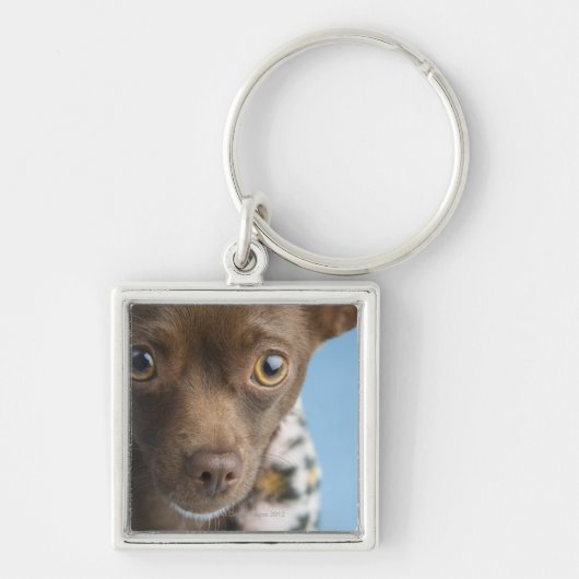 Sluiting van de chihuahua met de kraag sleutelhanger (Voorkant)