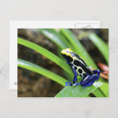 Sluiting van de Costa Ricaanse kobalt Dyeing Dart  Briefkaart (Voorkant / Achterkant)