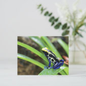 Sluiting van de Costa Ricaanse kobalt Dyeing Dart  Briefkaart (Staand voorkant)