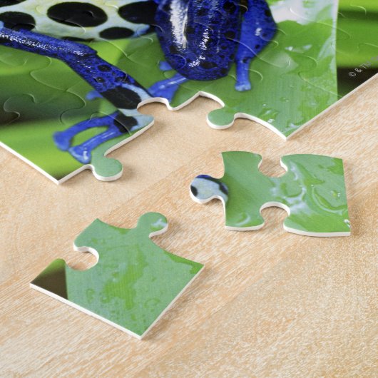 Sluiting van de Costa Ricaanse kobalt Dyeing Dart Legpuzzel (Zijkant)