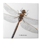 Sluiting van de Darner Dragonfly in Canada Tegeltje (Voorkant)