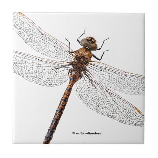 Sluiting van de Darner Dragonfly in Canada Tegeltje (Voorkant)