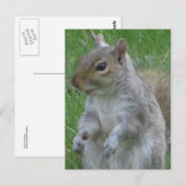 Sluiting van de eekhoorn briefkaart (Voorkant / Achterkant)