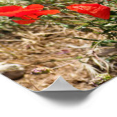 Sluiting van de folie van papaver poster (Hoek)