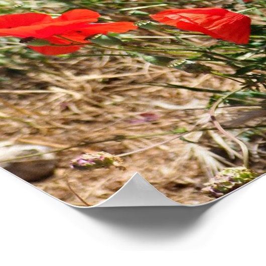 Sluiting van de folie van papaver poster (Hoek)