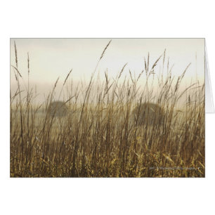 Sluiting van de fotografie van Wheat