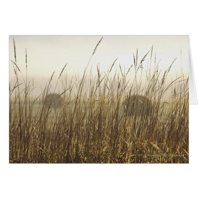 Sluiting van de fotografie van Wheat (Voorkant Horizontaal)