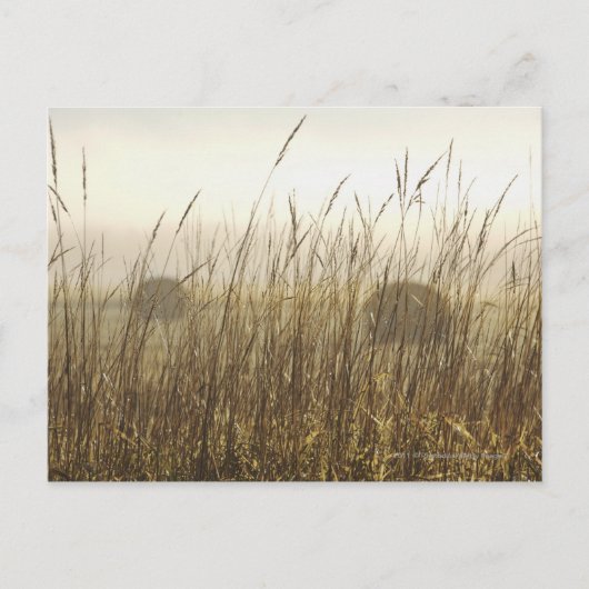 Sluiting van de fotografie van Wheat Briefkaart (Voorkant)