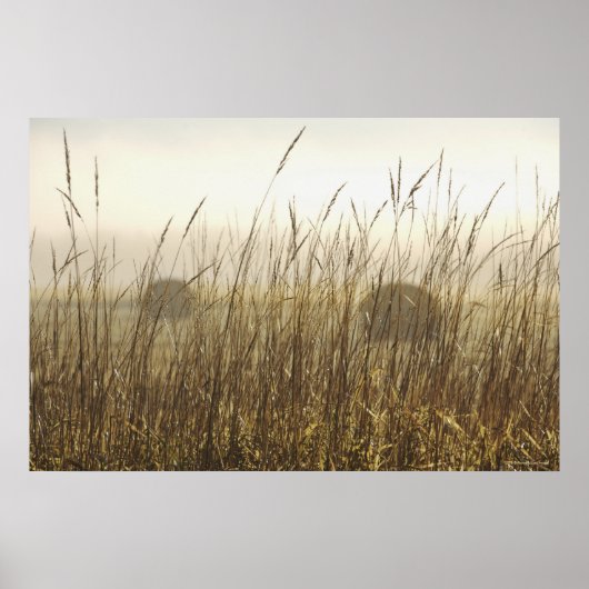 Sluiting van de fotografie van Wheat Poster (Voorkant)