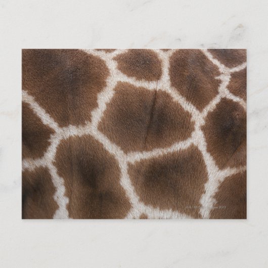 Sluiting van de Giraffe Huid Briefkaart (Voorkant)