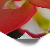 Sluiting van de Indiase schildpenseel bij Gay Hill Poster (Hoek)