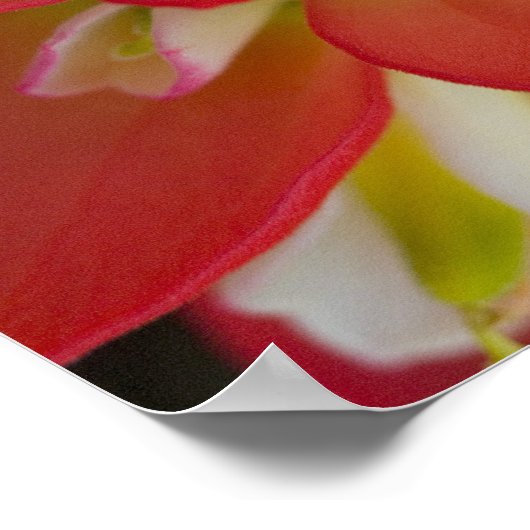 Sluiting van de Indiase schildpenseel bij Gay Hill Poster (Hoek)