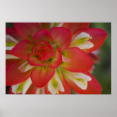 Sluiting van de Indiase schildpenseel bij Gay Hill Poster (Voorkant)