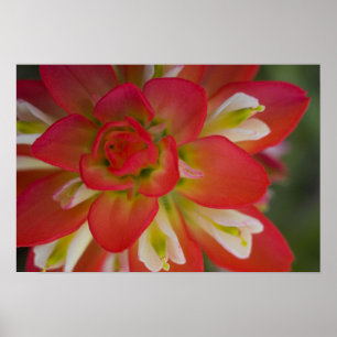 Sluiting van de Indiase schildpenseel bij Gay Hill Poster