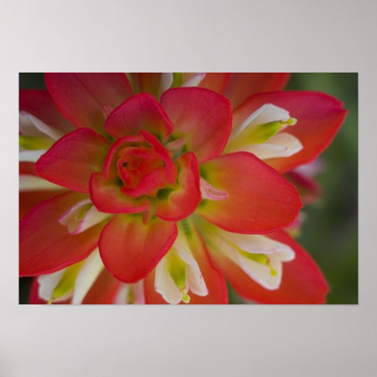 Sluiting van de Indiase schildpenseel bij Gay Hill Poster (Voorkant)