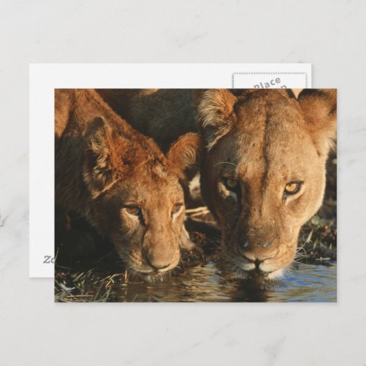 Sluiting van de Leeuwen (Panthera leo) en kubussen Briefkaart (Voorkant / Achterkant)