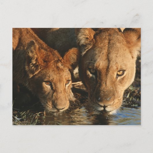 Sluiting van de Leeuwen (Panthera leo) en kubussen Briefkaart (Voorkant)