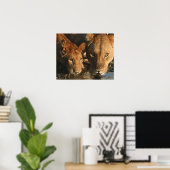 Sluiting van de Leeuwen (Panthera leo) en kubussen Poster (Thuiskantoor)