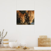 Sluiting van de Leeuwen (Panthera leo) en kubussen Poster (Keuken)