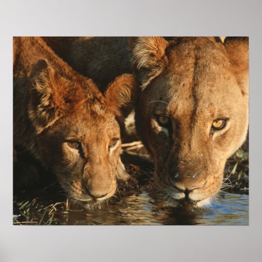 Sluiting van de Leeuwen (Panthera leo) en kubussen Poster (Voorkant)