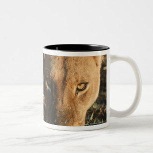 Sluiting van de Leeuwen (Panthera leo) en kubussen Tweekleurige Koffiemok