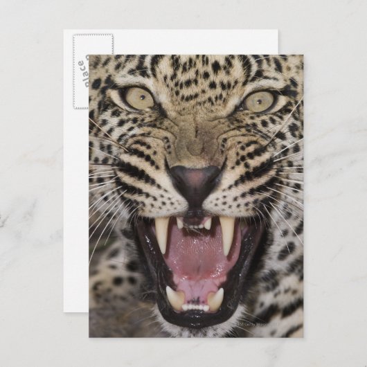 Sluiting van de luipaard briefkaart (Voorkant / Achterkant)