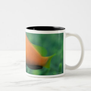 Sluiting van de Maldiven Anemone fish, Maldiven 2 Tweekleurige Koffiemok