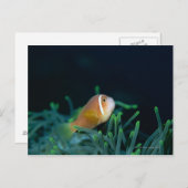 Sluiting van de Malediven Anemone fish, Maldiven Briefkaart (Voorkant / Achterkant)
