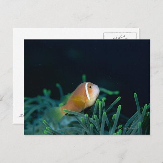 Sluiting van de Malediven Anemone fish, Maldiven Briefkaart (Voorkant / Achterkant)