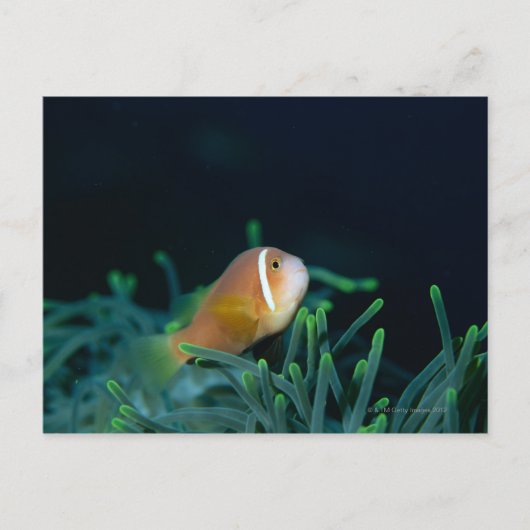 Sluiting van de Malediven Anemone fish, Maldiven Briefkaart (Voorkant)