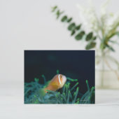 Sluiting van de Malediven Anemone fish, Maldiven Briefkaart (Staand voorkant)