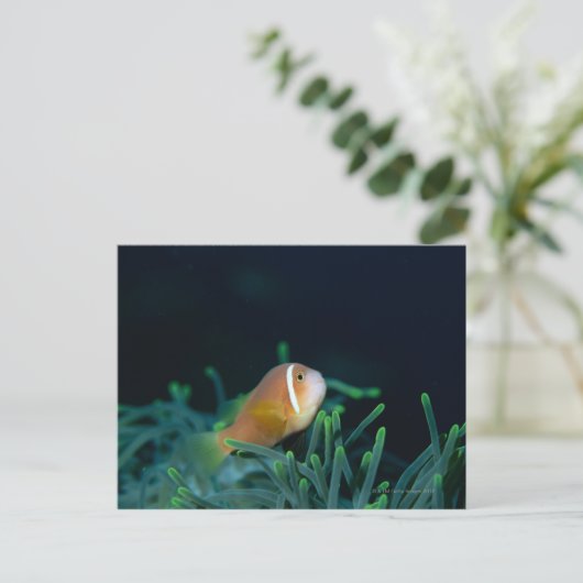 Sluiting van de Malediven Anemone fish, Maldiven Briefkaart (Staand voorkant)