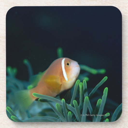 Sluiting van de Malediven Anemone fish, Maldiven Drankjes Onderzetter (Voorkant)