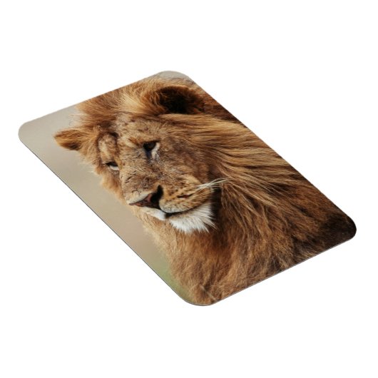 Sluiting van de mannelijke leeuw magneet (Rechterzijde)