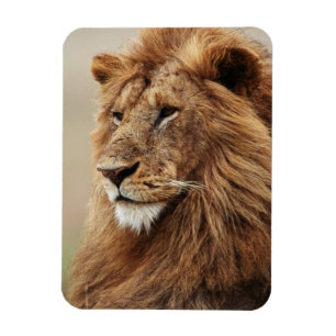 Sluiting van de mannelijke leeuw magneet