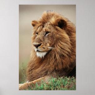 Sluiting van de mannelijke leeuw poster