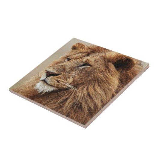 Sluiting van de mannelijke leeuw tegeltje (Zijkant)