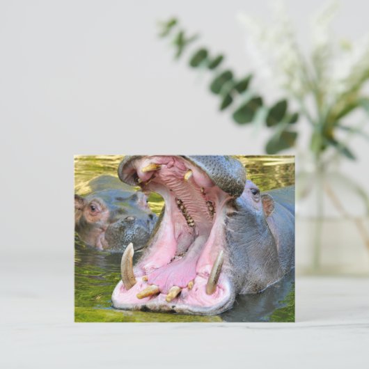 Sluiting van de open mond van de hippopotamus briefkaart (Staand voorkant)