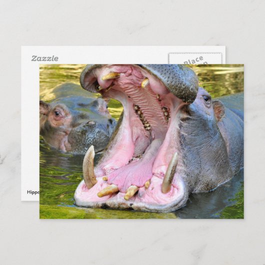 Sluiting van de open mond van de hippopotamus briefkaart (Voorkant / Achterkant)