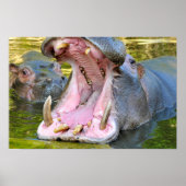 Sluiting van de open mond van de hippopotamus poster (Voorkant)