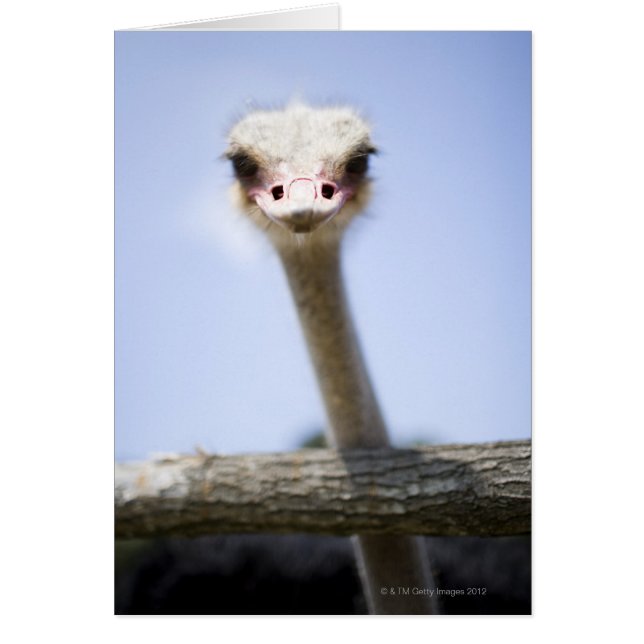 Sluiting van de Ostrich-hoofdstad (Voorkant)