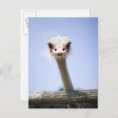 Sluiting van de Ostrich-hoofdstad Briefkaart (Voorkant / Achterkant)
