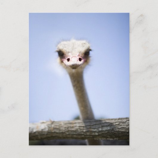 Sluiting van de Ostrich-hoofdstad Briefkaart (Voorkant)