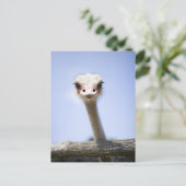 Sluiting van de Ostrich-hoofdstad Briefkaart (Staand voorkant)