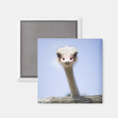 Sluiting van de Ostrich-hoofdstad Magneet (Voorkant / Achterkant)