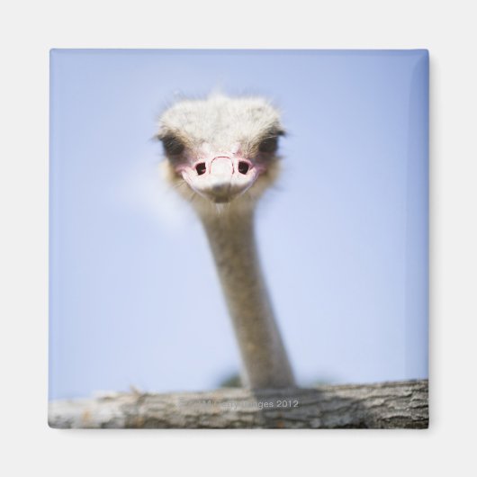 Sluiting van de Ostrich-hoofdstad Magneet (Voorkant)