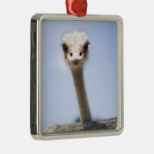 Sluiting van de Ostrich-hoofdstad Metalen Ornament (Rechts)