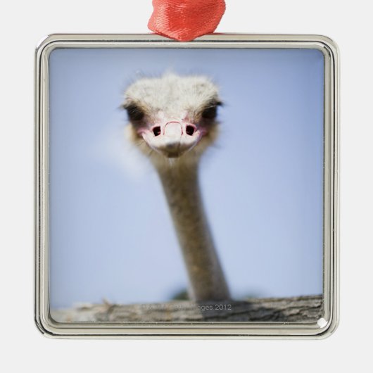 Sluiting van de Ostrich-hoofdstad Metalen Ornament (Voorkant)