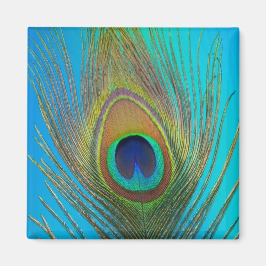 Sluiting van de pauw magneet (Voorkant)